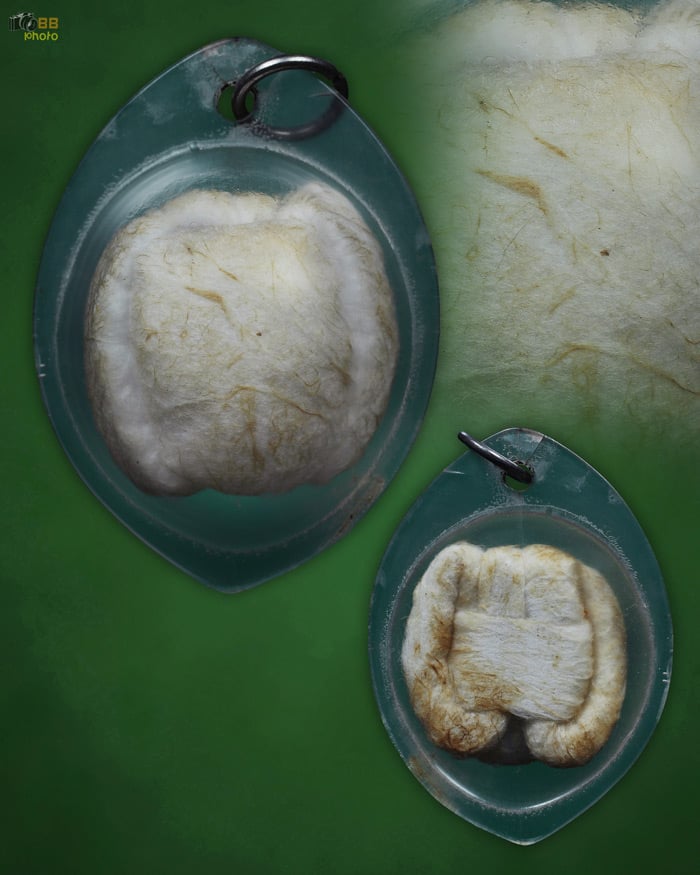 เต่าสำลีครูบาวงค์