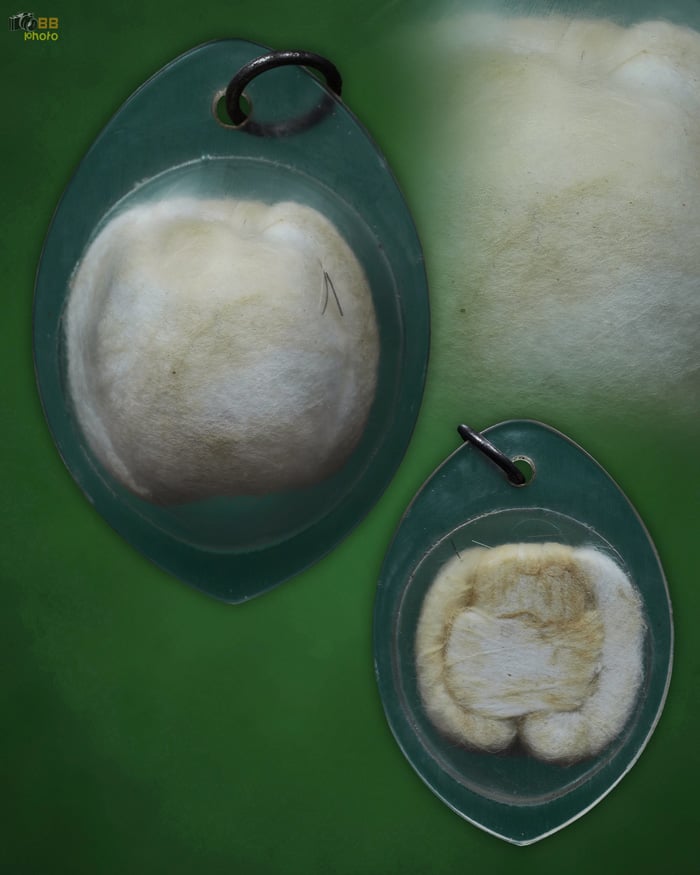 เต่าสำลีครูบาวงค์